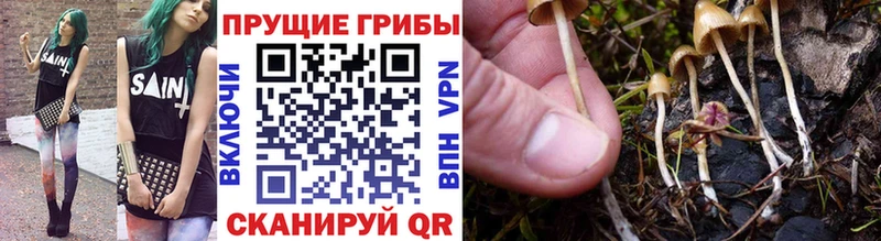 Псилоцибиновые грибы Psilocybe  где найти наркотики  Вытегра 